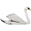 An icon of a swan flapping its wings taken from the Swan single artwork