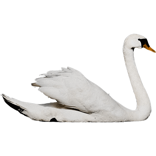 An icon of a swan flapping its wings taken from the Swan single artwork